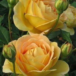 Meet your Posher, Pushpa